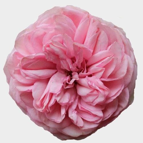 Wholesale flowers prices - buy Garden Rose Bridal Piano Light Pink in bulk