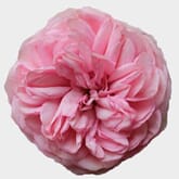 Garden Rose Bridal Piano Light Pink
