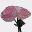 Garden Rose Bridal Piano Light Pink