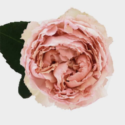 Wholesale flowers: Garden Rose Juliet Peach