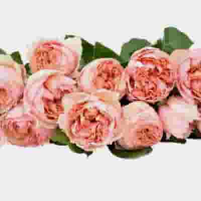 Garden Rose Juliet Peach - Wholesale - Blooms By The Box