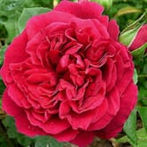 Garden Rose Tess Red