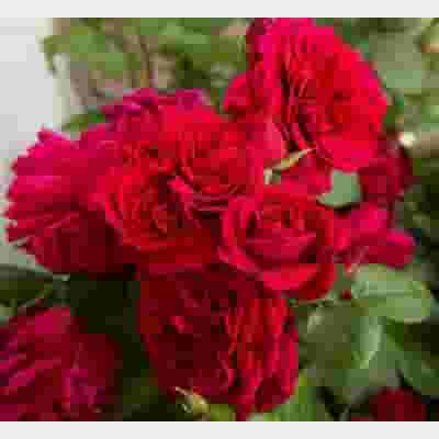 Garden Rose Tess Red