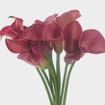 Calla Lily Mini Hot Pink Flower