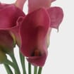 Calla Lily Mini Hot Pink Flower