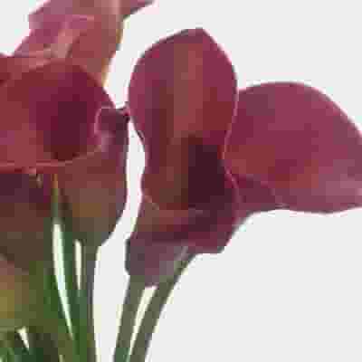 Calla Lily Mini Hot Pink Flower