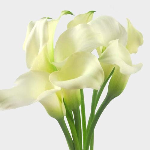 Wholesale flowers prices - buy Calla Lily Mini White Flower Bulk in bulk