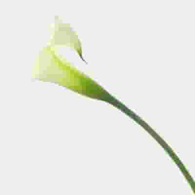 Calla Lily Mini White Flower Bulk