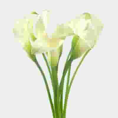 Calla Lily Mini White Flower Bulk