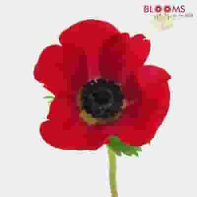 Anemones 5 Bunch X 10 Stem Box (50 Stems)