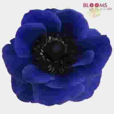 Anemones 5 Bunch X 10 Stem Box (50 Stems)