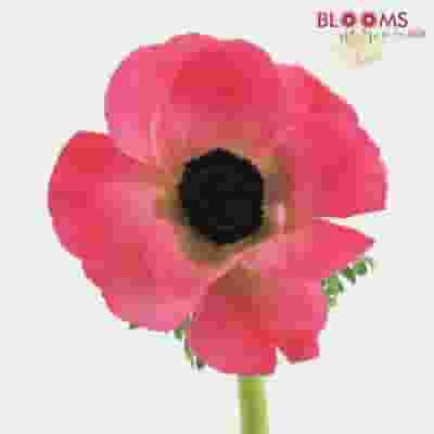 Anemones 5 Bunch X 10 Stem Box (50 Stems)