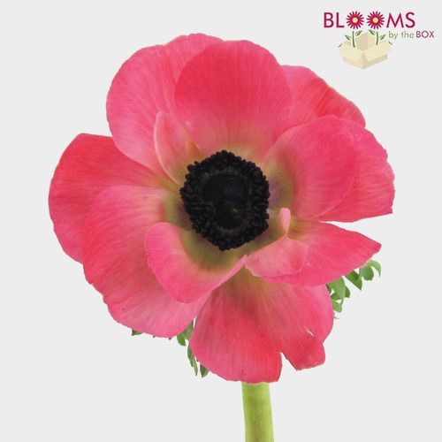 Anemones 5 Bunch X 10 Stem Box (50 Stems) Wholesale Blooms By The Box