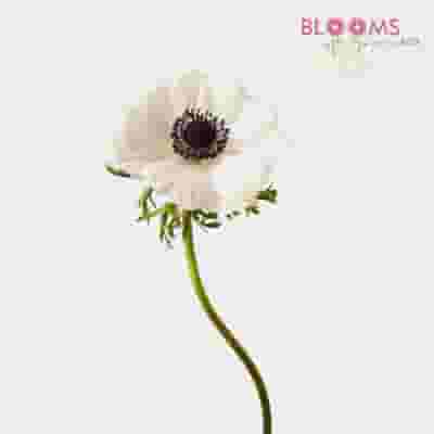 Anemones 5 Bunch X 10 Stem Box (50 Stems)