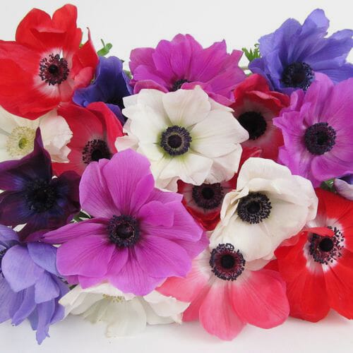 Bulk flowers online - Anemones 5 Bunch X 10 Stem Box (50 Stems)