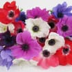 Anemones 5 Bunch X 10 Stem Box (50 Stems)