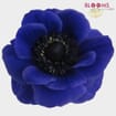 Anemones 10 Bunch X 10 Stem Box (100 Stems)