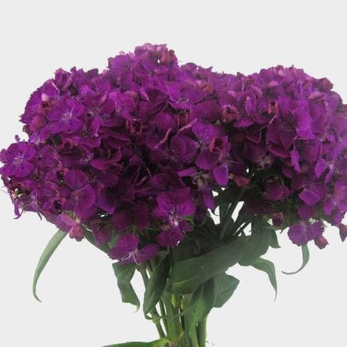 Wholesale flowers prices - buy Dianthus Purple in bulk