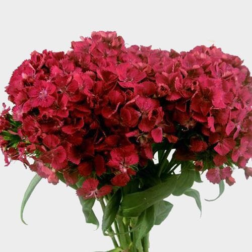 Wholesale flowers prices - buy Dianthus Red in bulk