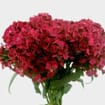 Dianthus Red