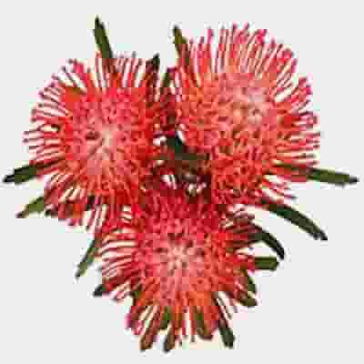 Protea Pincushion Red