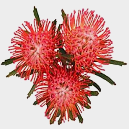 red pincushion flower