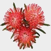 Protea Pincushion