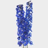 Hybrid Delphinium Dark Blue Flower