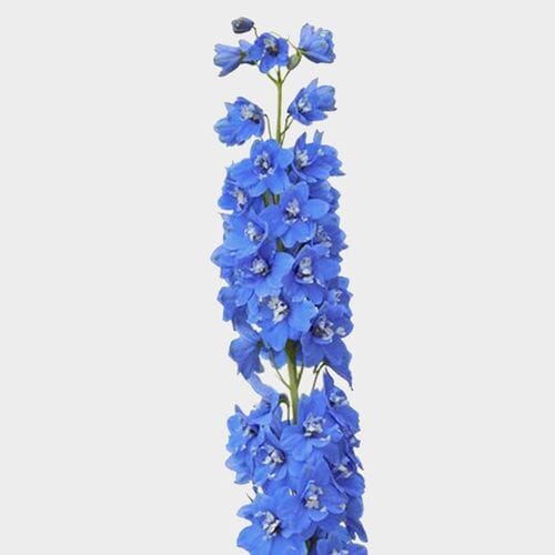 Hybrid Delphinium Light Blue Flower