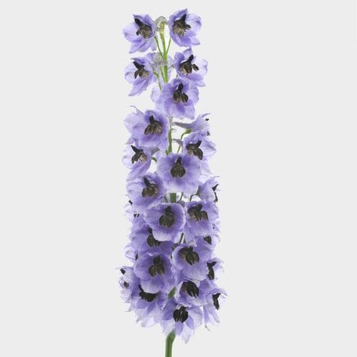 Wholesale flowers prices - buy Hybrid Delphinium Purple in bulk