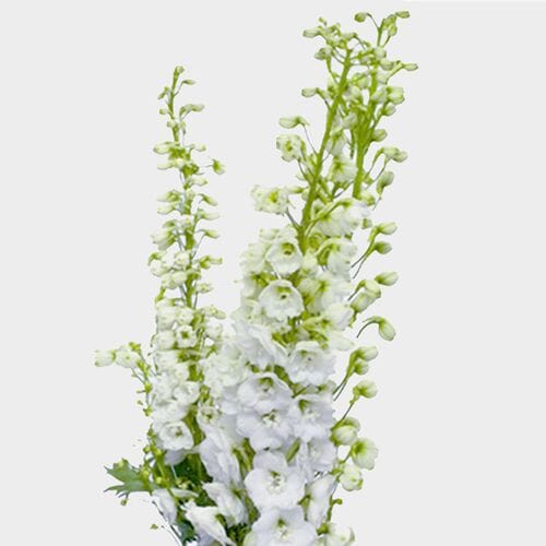Hybrid Delphinium White Flowers