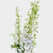 Hybrid Delphinium White Flowers