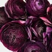 Burgundy Ranunculus Flower