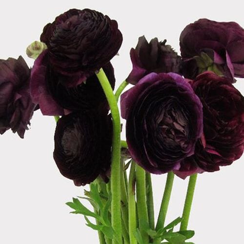 Wholesale flowers prices - buy Burgundy Ranunculus Flower in bulk
