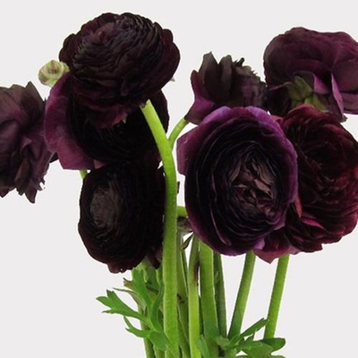 Burgundy Mini Carnation Flowers - Wholesale - Blooms By The Box