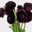 Burgundy Ranunculus Flower