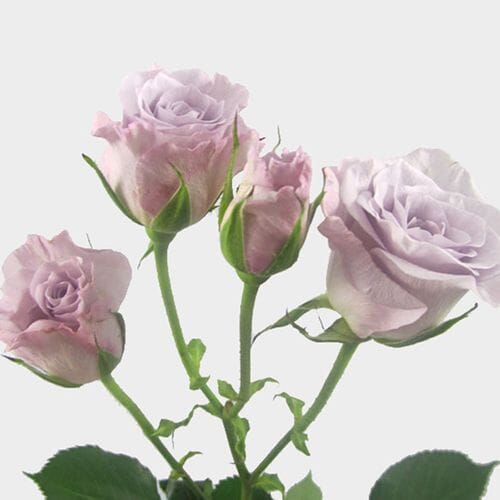 Wholesale flowers prices - buy Spray Rose Lavender in bulk