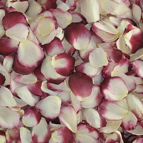 Blushing Bride Rose Petals (30 Cups)