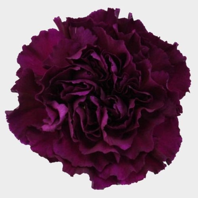 Yellow And Purple Carnations