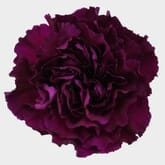 Purple Carnation Flowers - Fancy