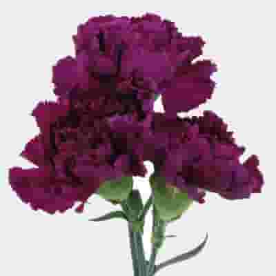 Carnations, specialty-Extasis Blue-dusty purple