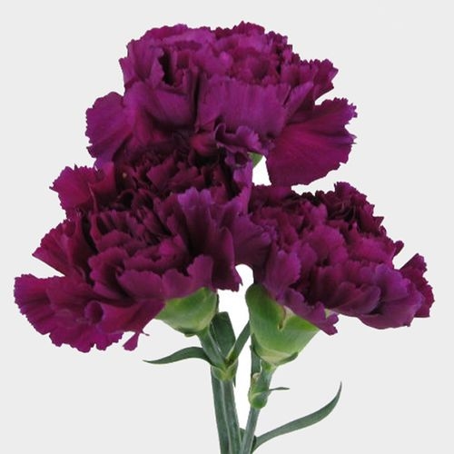 Purple Carnation Flowers - Fancy - Wholesale - Blooms By The Box