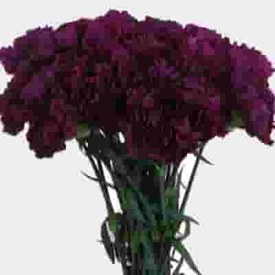 Purple Carnation Flowers - Fancy
