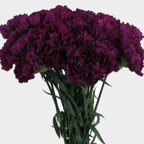 Purple Carnation Flowers - Fancy - Wholesale - Blooms By The Box