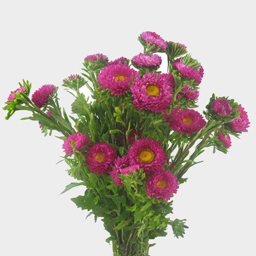 Wholesale flowers prices - buy Matsumoto Hot Pink Flowers in bulk