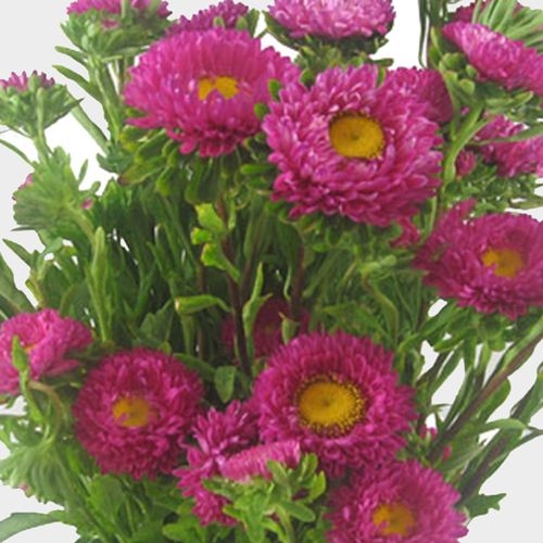 Matsumoto Hot Pink Flowers