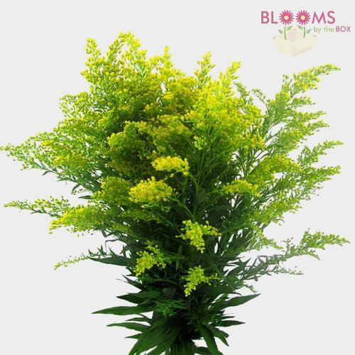 Gypsophila Excellence Flowers Wholesale Blooms By The Box