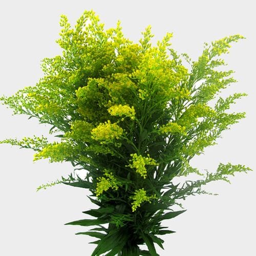 Wholesale flowers prices - buy Golden Solidago in bulk