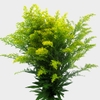 Solidago