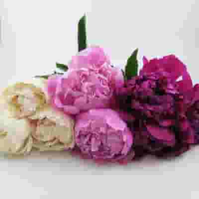 Peony SINGLE Color Flower Pack (40 Stems)